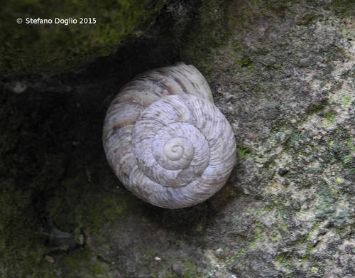 Wall Helicella