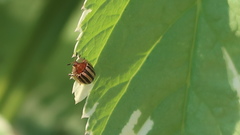 Agroiconota bivittata