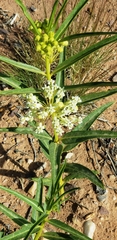 Asclepias labriformis