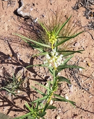 Asclepias labriformis