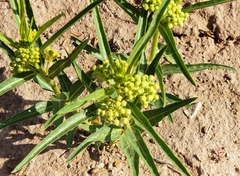 Asclepias labriformis