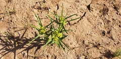 Asclepias labriformis