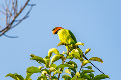 Psittacula longicauda