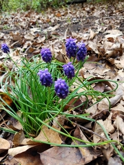 Muscari neglectum