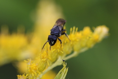 Hylaeus verticalis
