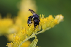 Hylaeus verticalis