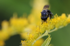 Hylaeus verticalis