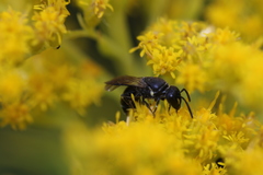 Hylaeus verticalis