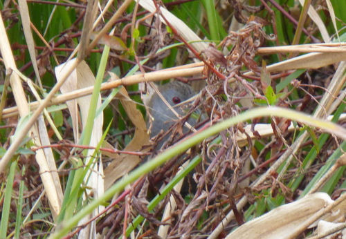 Ash-throated Crake (Mustelirallus albicollis), photo 9