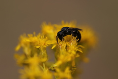 Hylaeus basalis