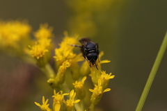 Hylaeus basalis