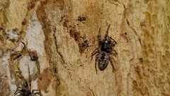 Dictyna calcarata
