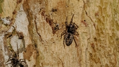 Dictyna calcarata