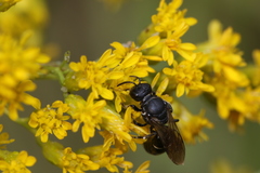 Hylaeus basalis