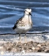 Calidris minutilla
