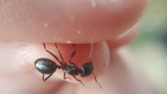 Camponotus aethiops