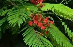Delonix regia