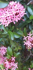 Ixora undulata