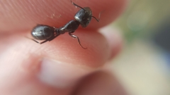 Camponotus aethiops