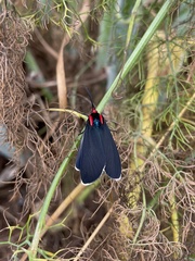 Ctenucha multifaria