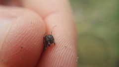 Camponotus aethiops