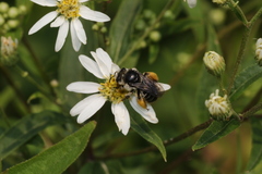 Melissodes illatus