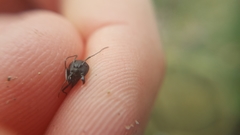 Camponotus aethiops