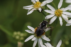Melissodes illatus
