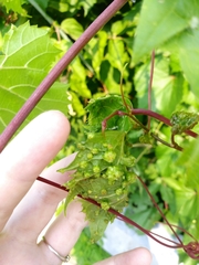 Daktulosphaira vitifoliae