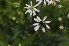 Melissodes illatus