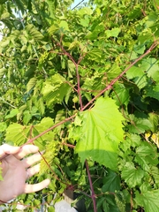 Daktulosphaira vitifoliae