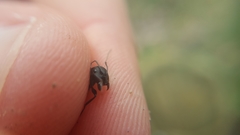 Camponotus aethiops