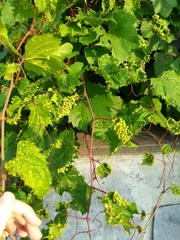 Daktulosphaira vitifoliae