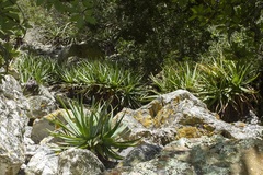 Aloe succotrina