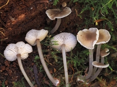 Hydropus marginellus