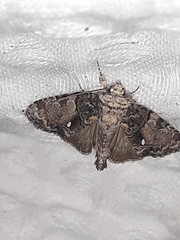 Chytonix
