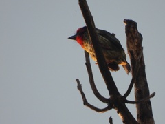 Psilopogon haemacephalus