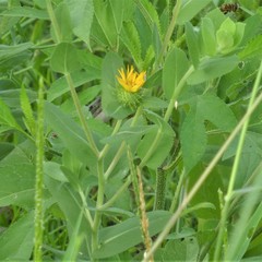 Grindelia adenodonta