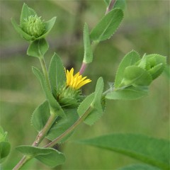 Grindelia adenodonta