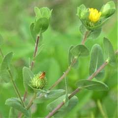 Grindelia adenodonta