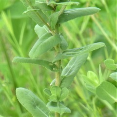 Grindelia adenodonta