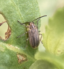 Ophraella notulata