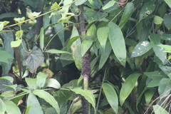 Desmoncus orthacanthos