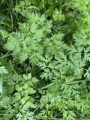 Anthriscus cerefolium