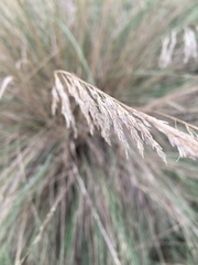Muhlenbergia lindheimeri