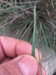 Muhlenbergia lindheimeri