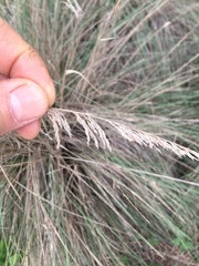 Muhlenbergia lindheimeri
