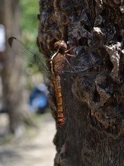 Thermorthemis madagascariensis