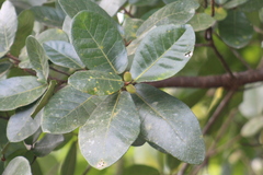 Ficus popenoei