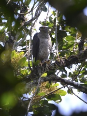 Accipiter henstii